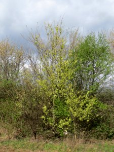 20140323Ulmus_minor_Neulussheim09