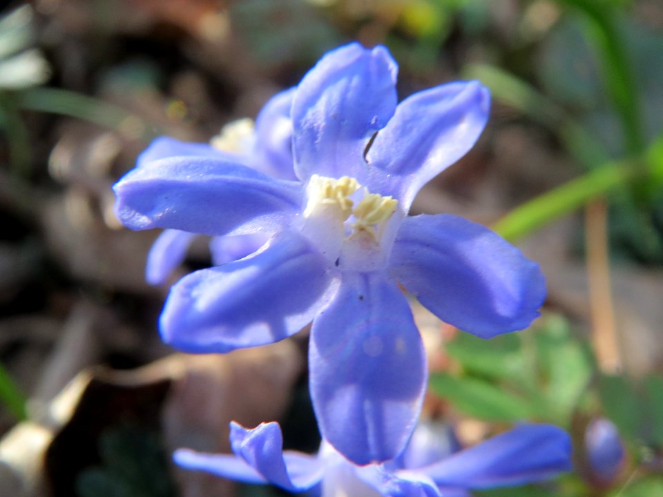 20140319Scilla_luciliae07