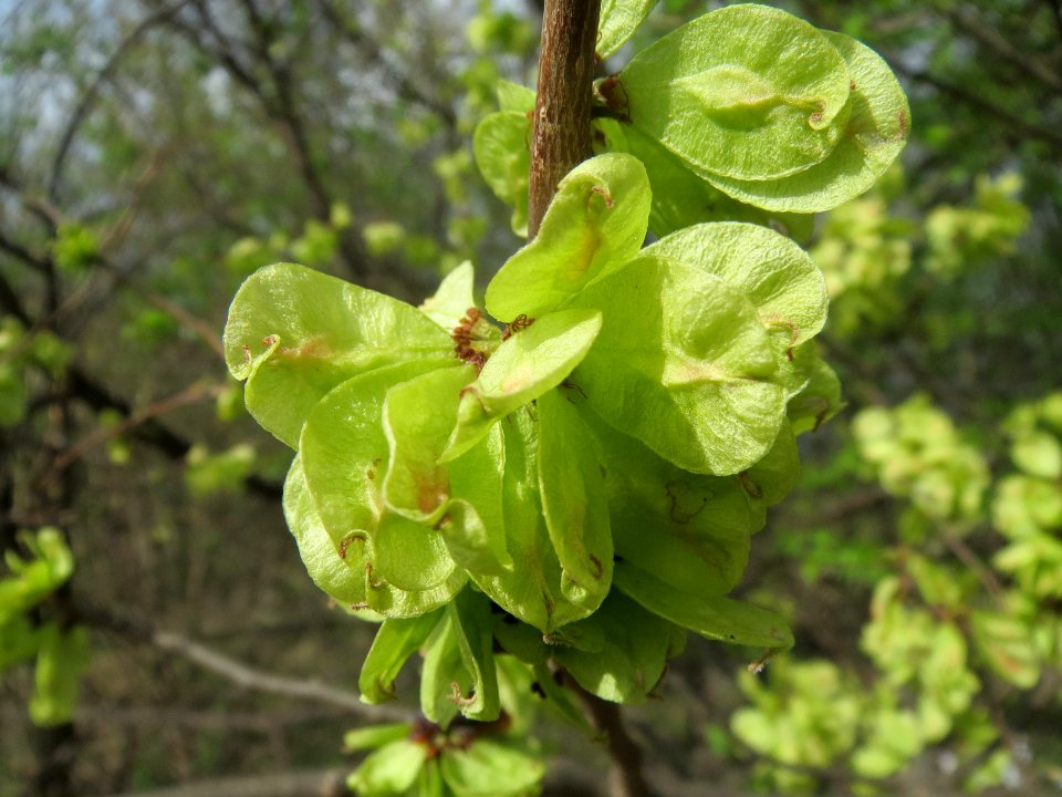 20140323Ulmus_minor_Neulussheim03