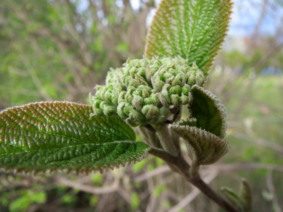 20140323Viburnum_lantana1