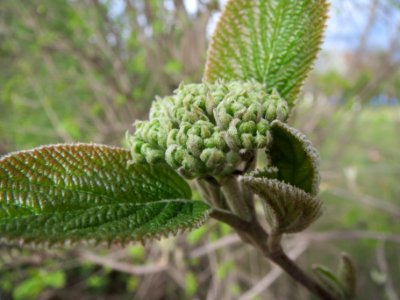 20140323Viburnum_lantana1