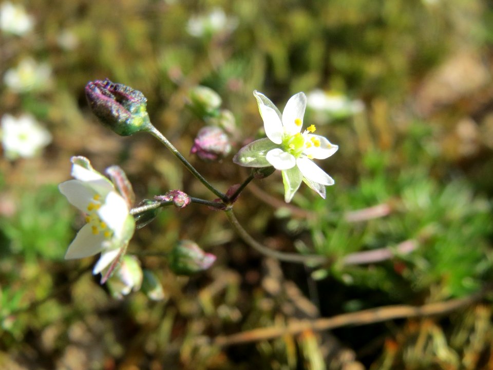 20140319Spergula_morisonii2