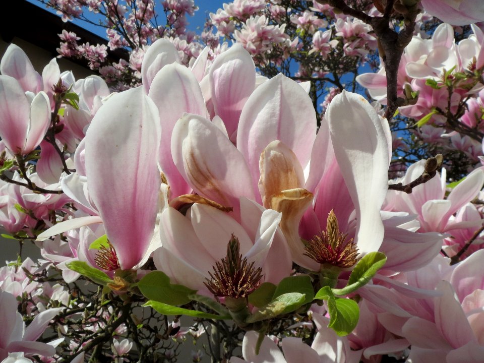 20140321Magnolie_Hockenheim2