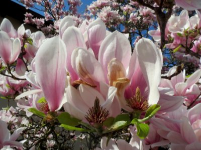20140321Magnolie_Hockenheim2