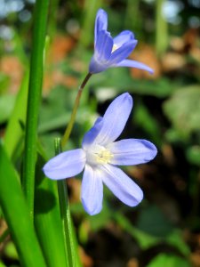 20140319Scilla_luciliae09