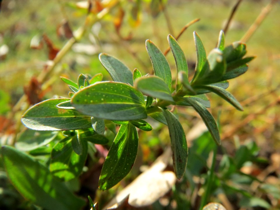 20140227Hypericum_perforatum2