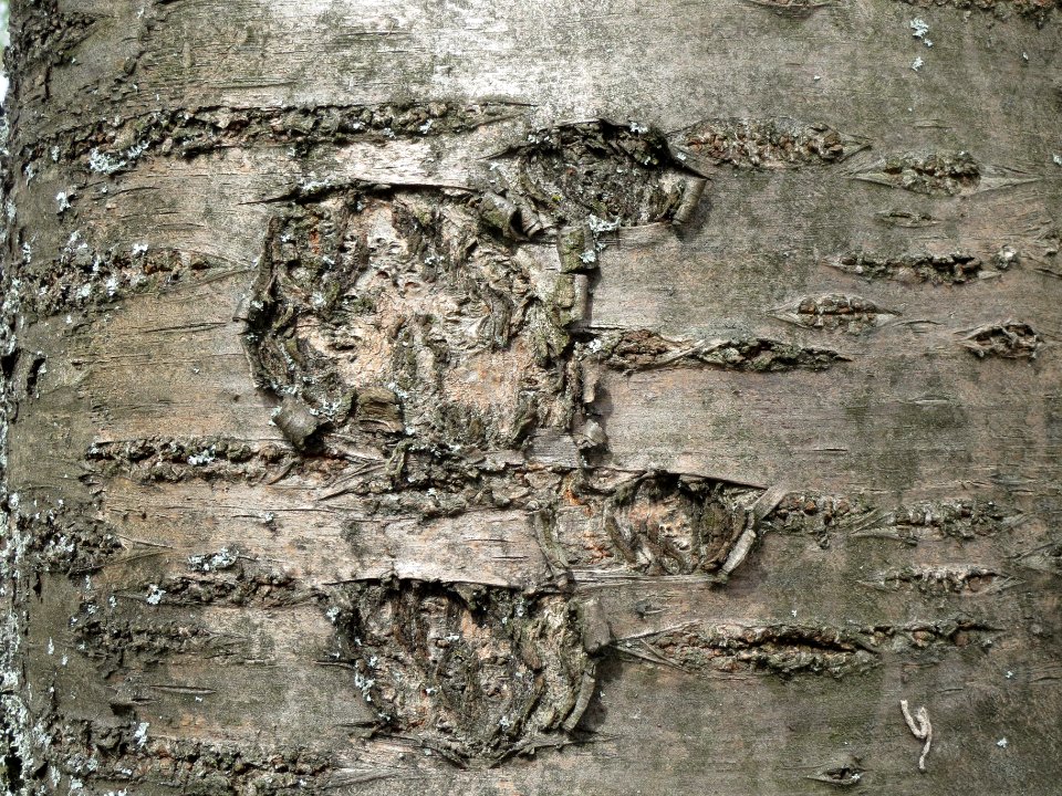 20140319Prunus_serrulata4