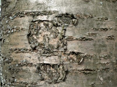 20140319Prunus_serrulata4