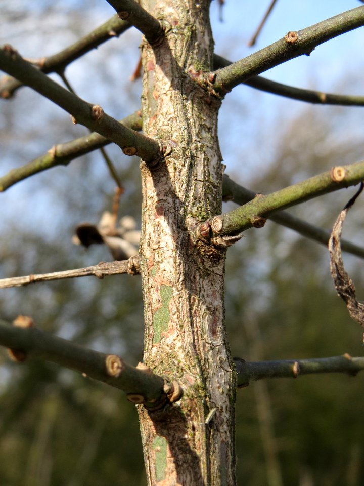 20140227Euonymus_europaeus3