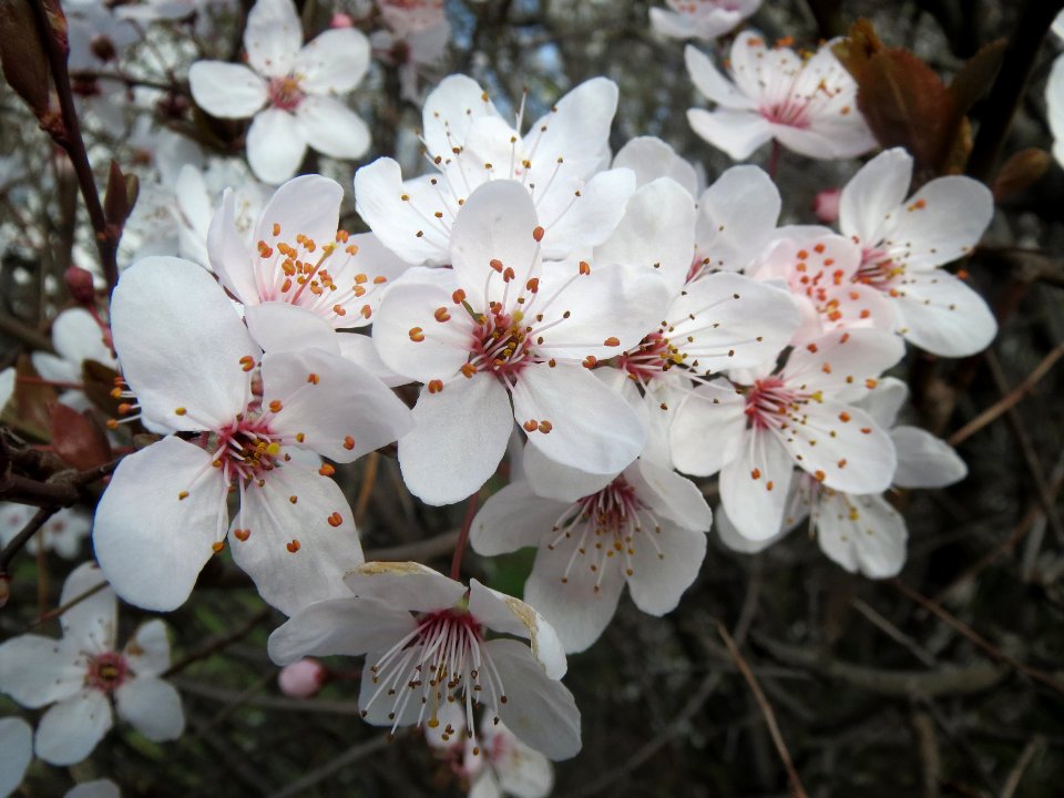 20140317Prunus_cerasifera_Hockenheim5