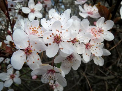 20140317Prunus_cerasifera_Hockenheim5