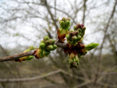 20140318Prunus_avium3