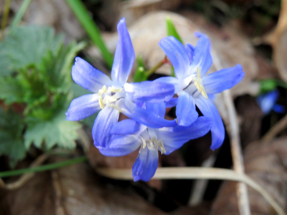 20140319Scilla_luciliae03