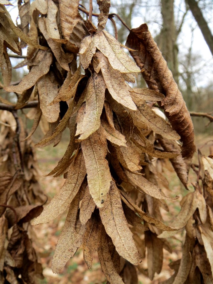 20140227Carpinus_betulus2