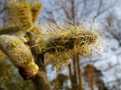 20140319Salix_caprea2