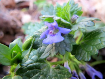 20140319Glechoma_hederacea2