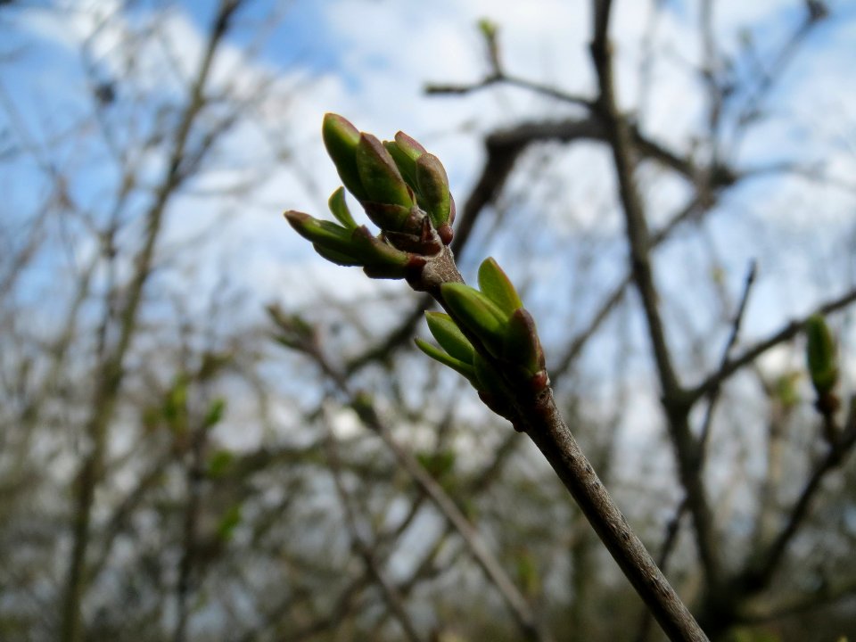 20140227Ligustrum_vulgare4