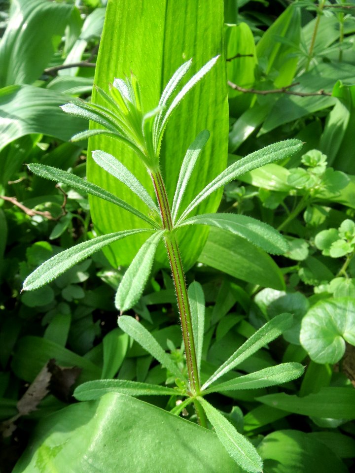 20140319Galium_aparine2