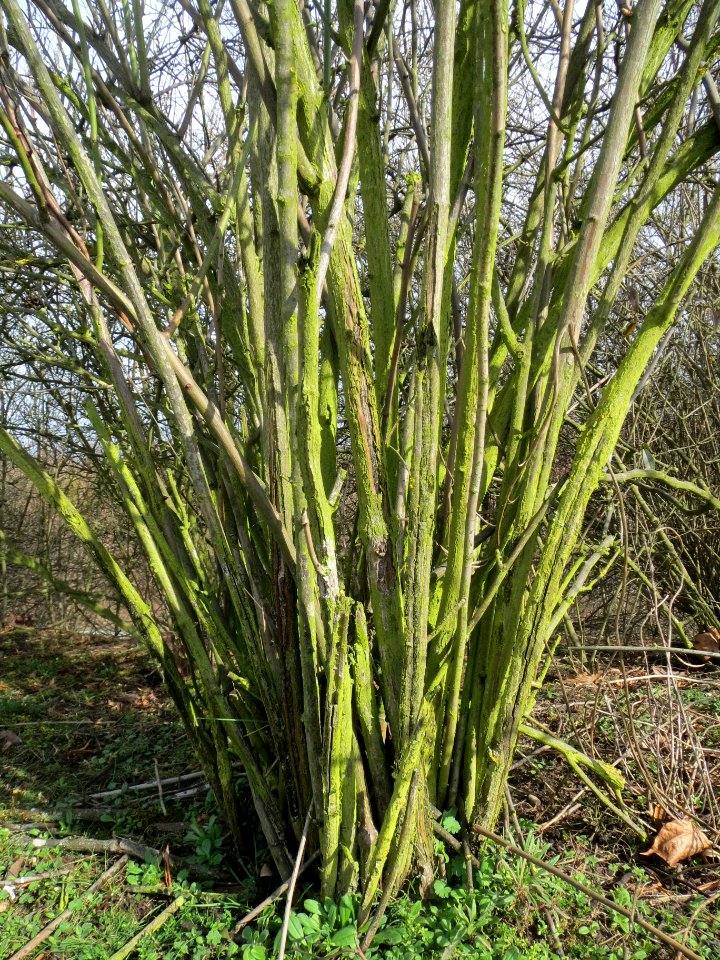 20140227Rosa_multiflora1