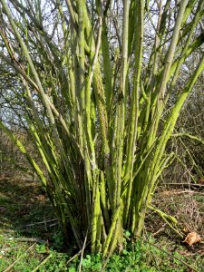 20140227Rosa_multiflora1