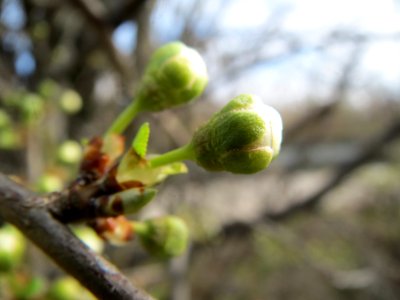 20140227Prunus_spinosa2