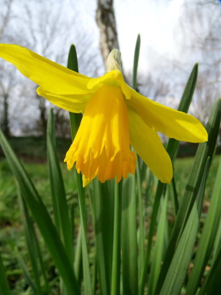 20140227Narcissus_pseudonarcissus3