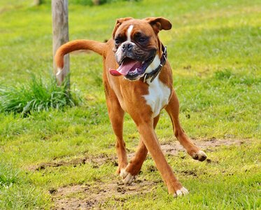 Sanctuary animal welfare animals