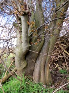 20140228Prunus_cerasifera_Hockenheimer_Rheinbogen07