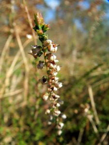 20140319Calluna_vulgaris2