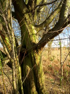 20140228Prunus_cerasifera_Hockenheimer_Rheinbogen02