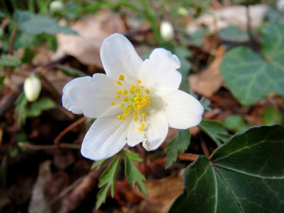 20140319Anemone_nemorosa1