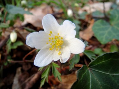 20140319Anemone_nemorosa1