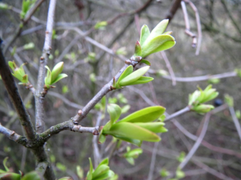 20140301Ligustrum_vulgare