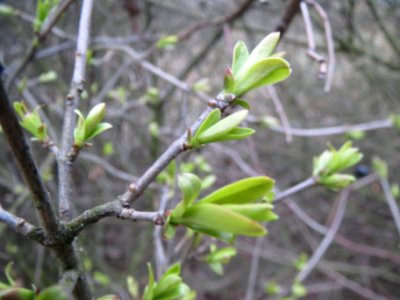 20140301Ligustrum_vulgare