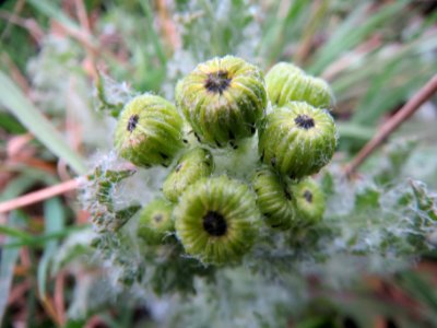 20140318Senecio_vernalis4