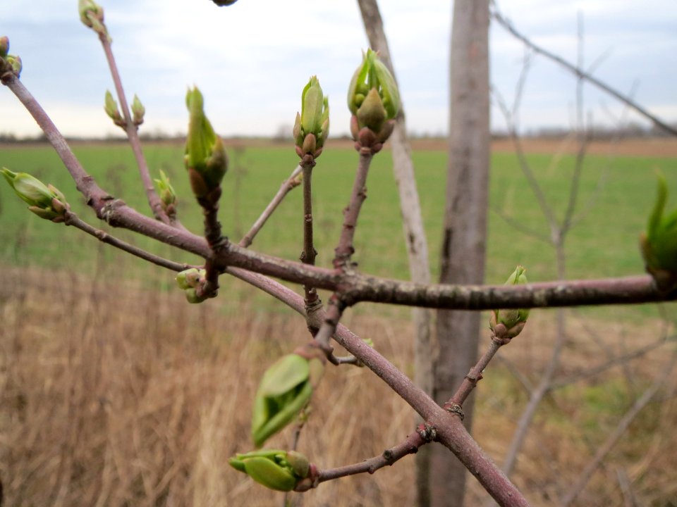 20140301Euonymus_europaeus1