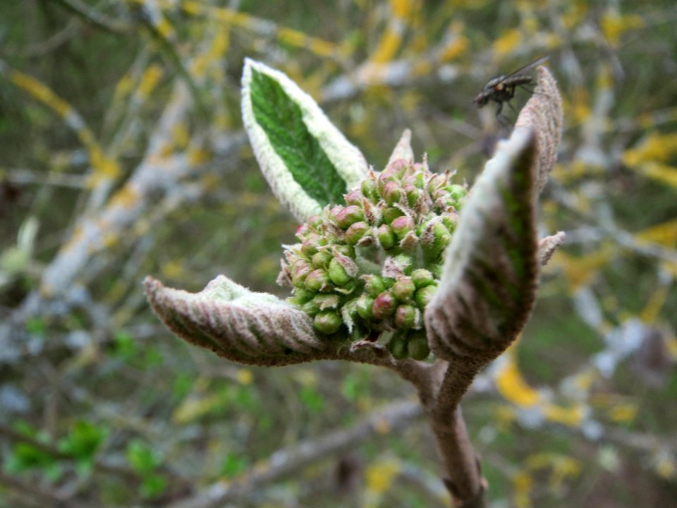 20140318Viburnum_lantana2