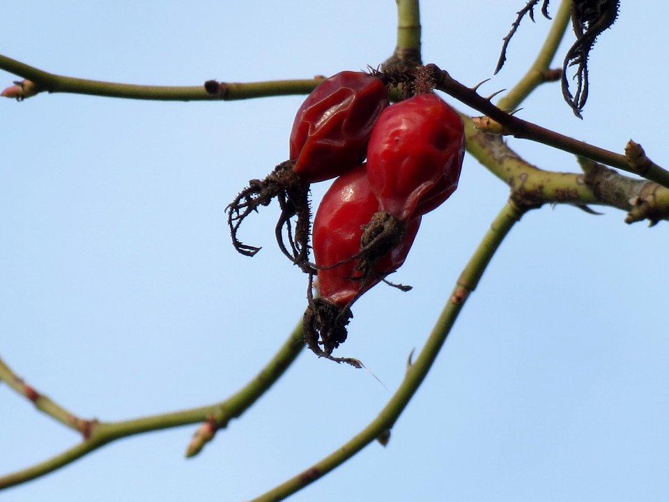 20140228Rose_Hockenheim2