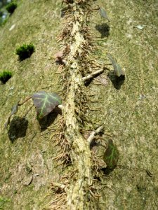 20140227Hedera_helix14