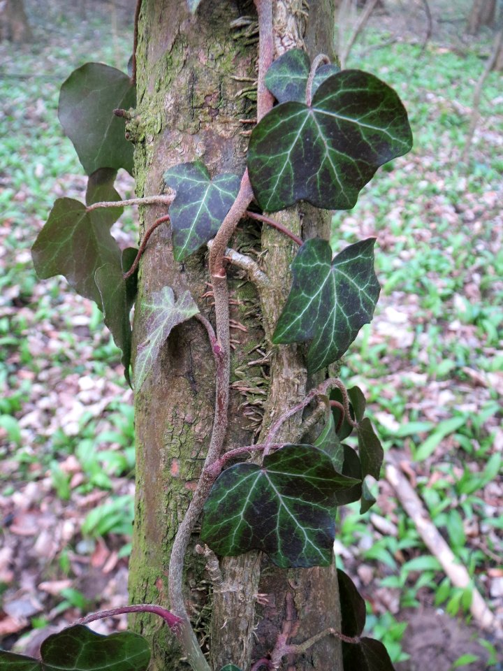 20140227Hedera_helix10