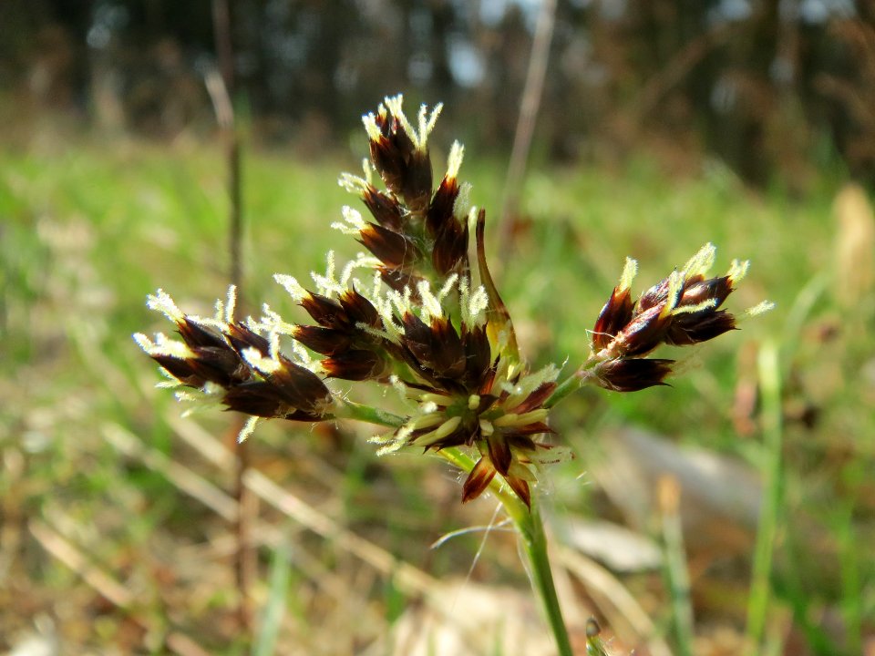 20140321Luzula_campestris1