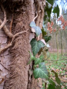 20140227Hedera_helix04