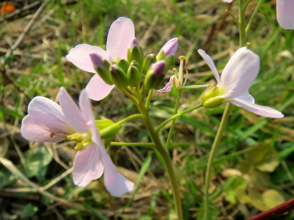 20140316Cardamine_pratensis06