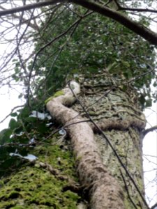 20140227Hedera_helix02