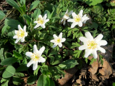 20140316Anemone_nemorosa9