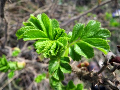 20140227Rosa_rugosa3