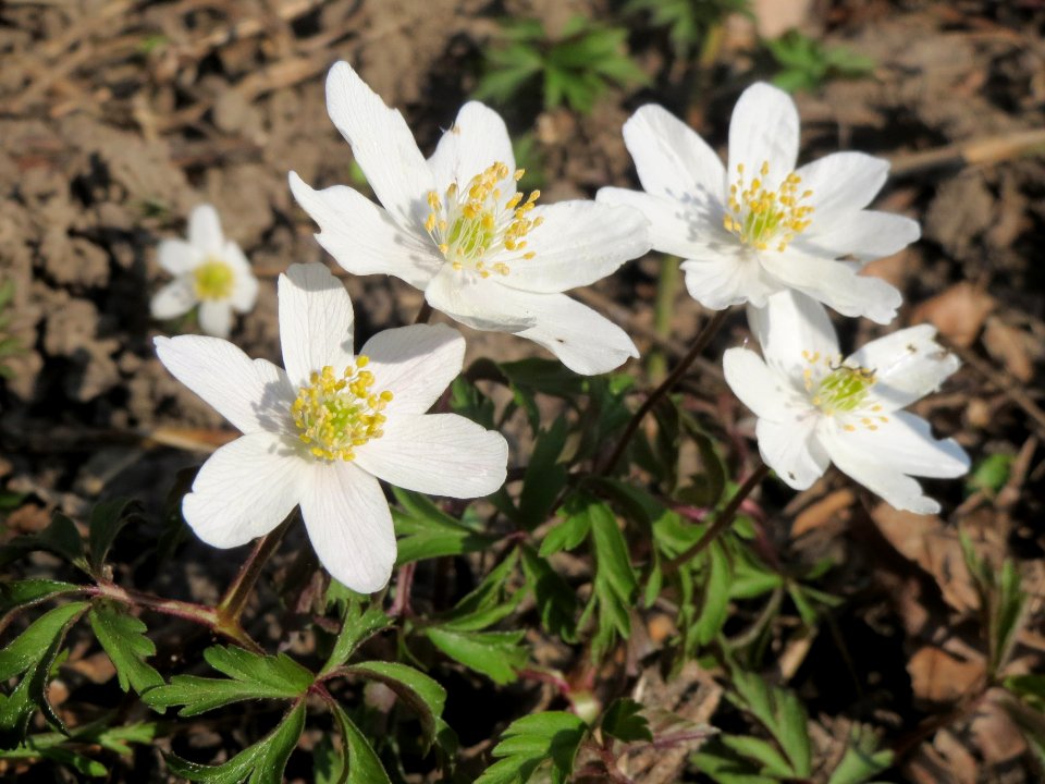 20140316Anemone_nemorosa6
