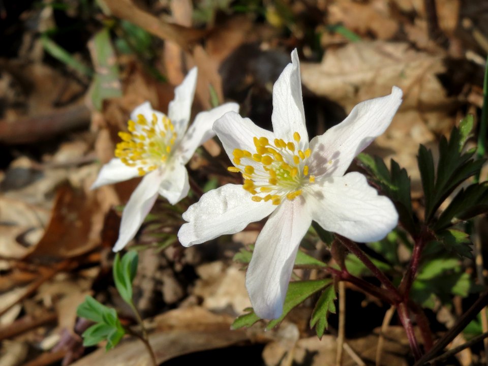 20140316Anemone_nemorosa2