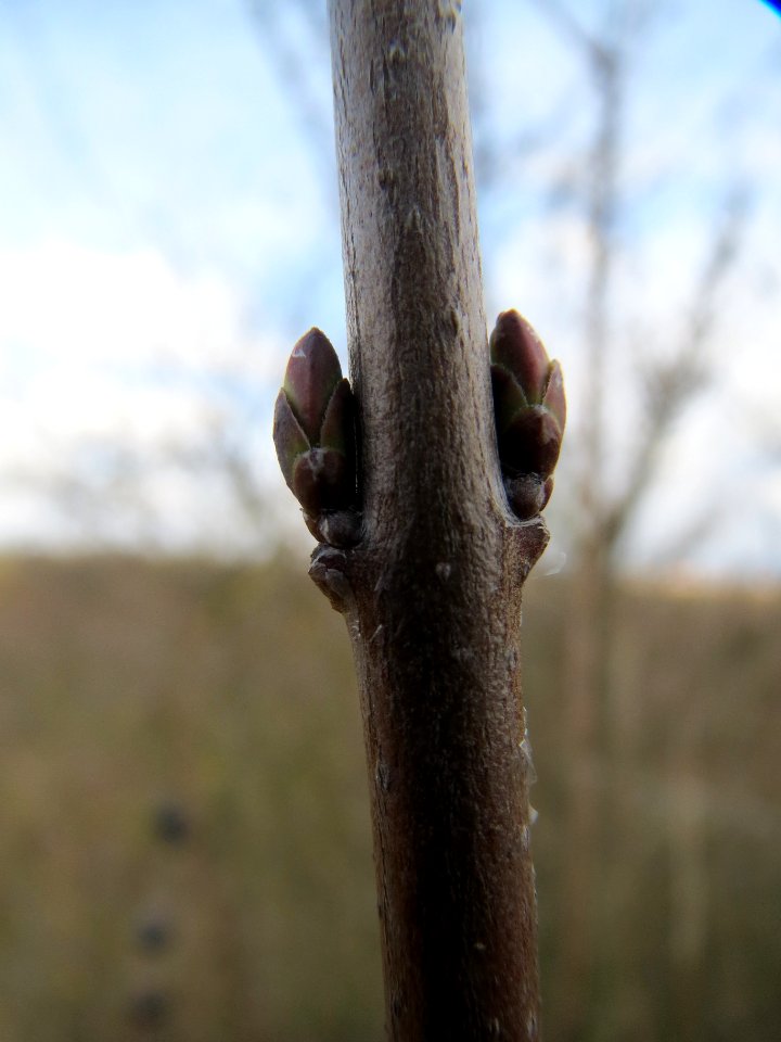 20140227Ligustrum_vulgare5