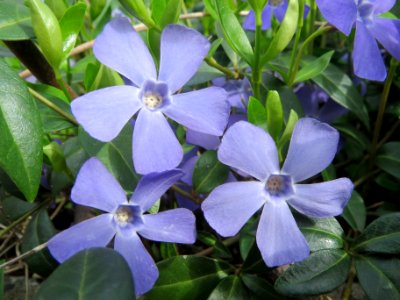 20140319Vinca_minor1